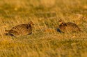 Greater Prairie-Chicken (Tympanuchus cupido)