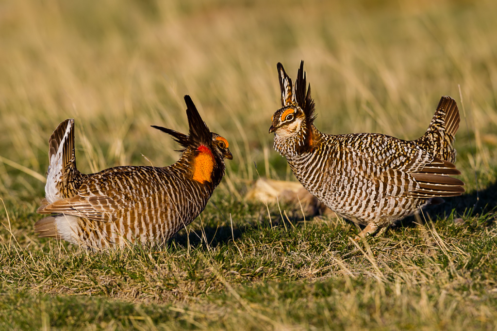 Greater Prairie-Chicken (Tympanuchus cupido)