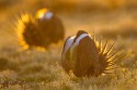 Greater Sage-Grouse (Centrocercus urophasianus)