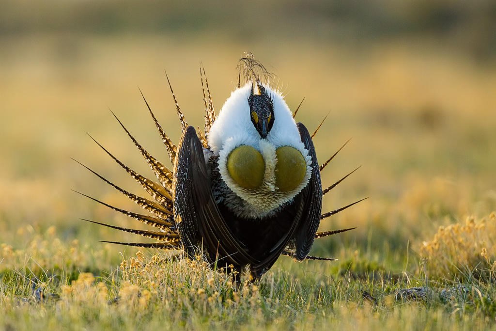 Greater Sage-Grouse (Centrocercus urophasianus)