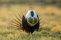 Greater Sage-Grouse (Centrocercus urophasianus)