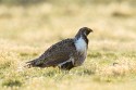 Greater Sage-Grouse (Centrocercus urophasianus)