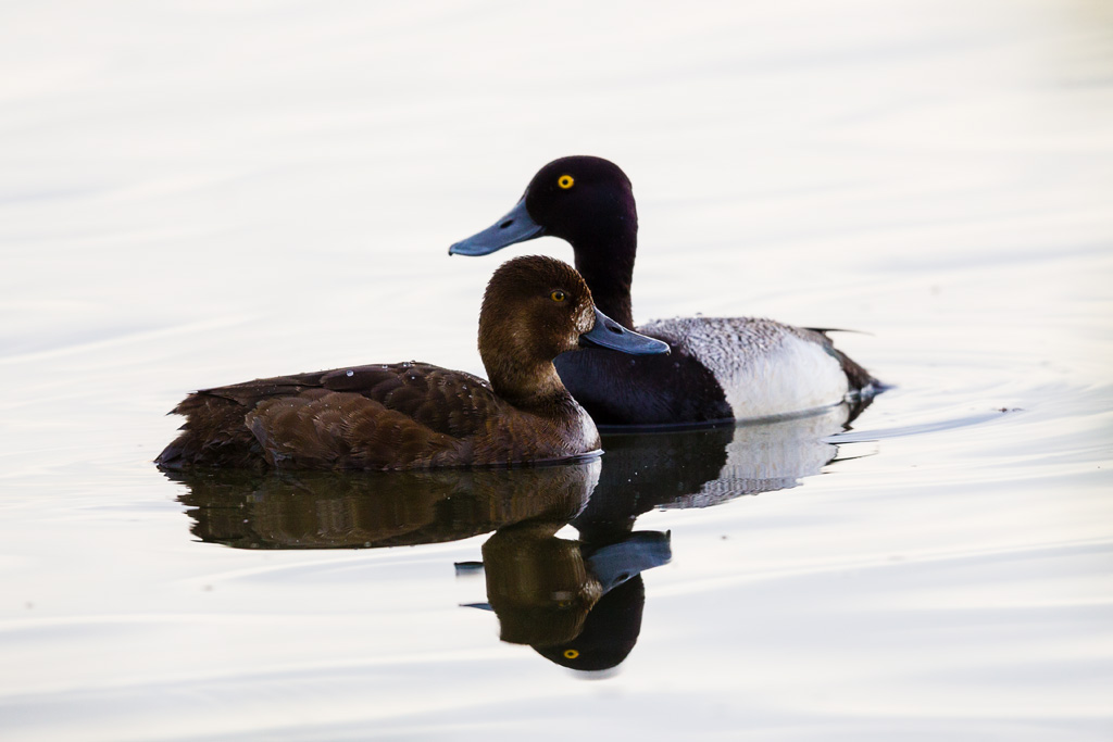 Greater Scaup (Aythya marila)