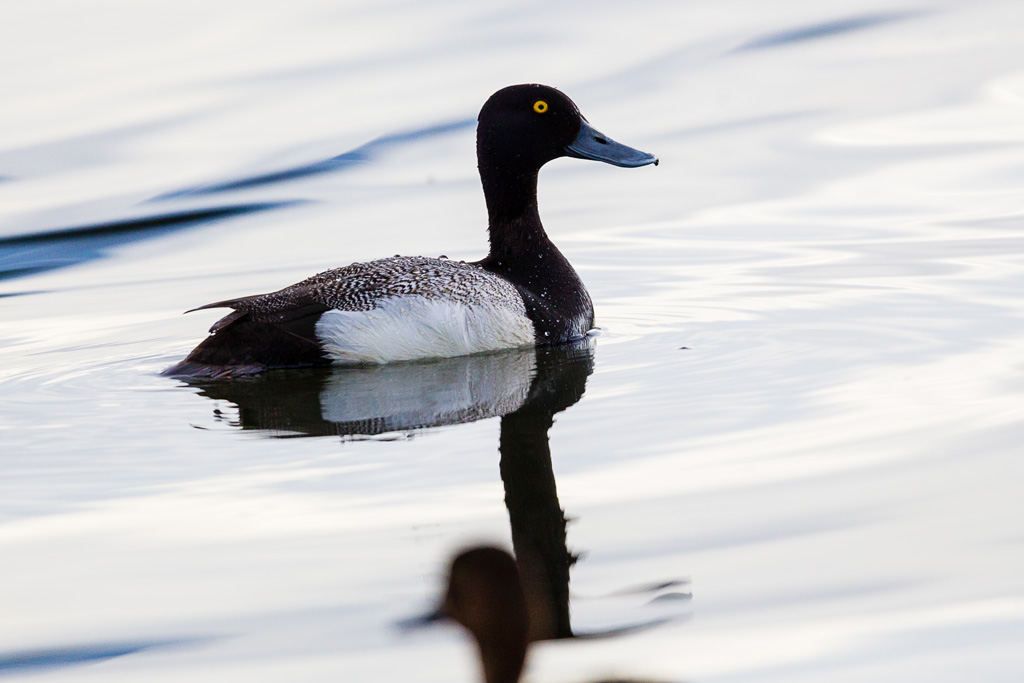 Greater Scaup (Aythya marila)