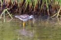 Greater Yellowlegs (Tringa melanoleuca)