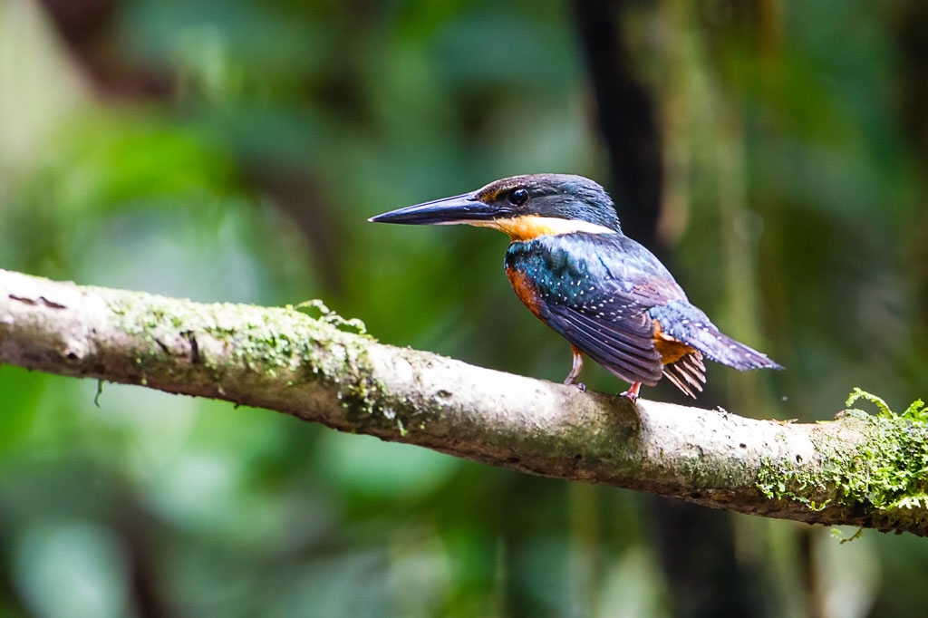 Green-and-Rufous Kingfisher (Chloroceryle inda)