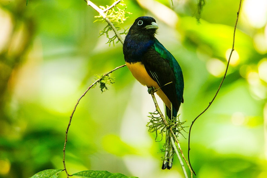 Green-backed Trogon (Trogon viridis)