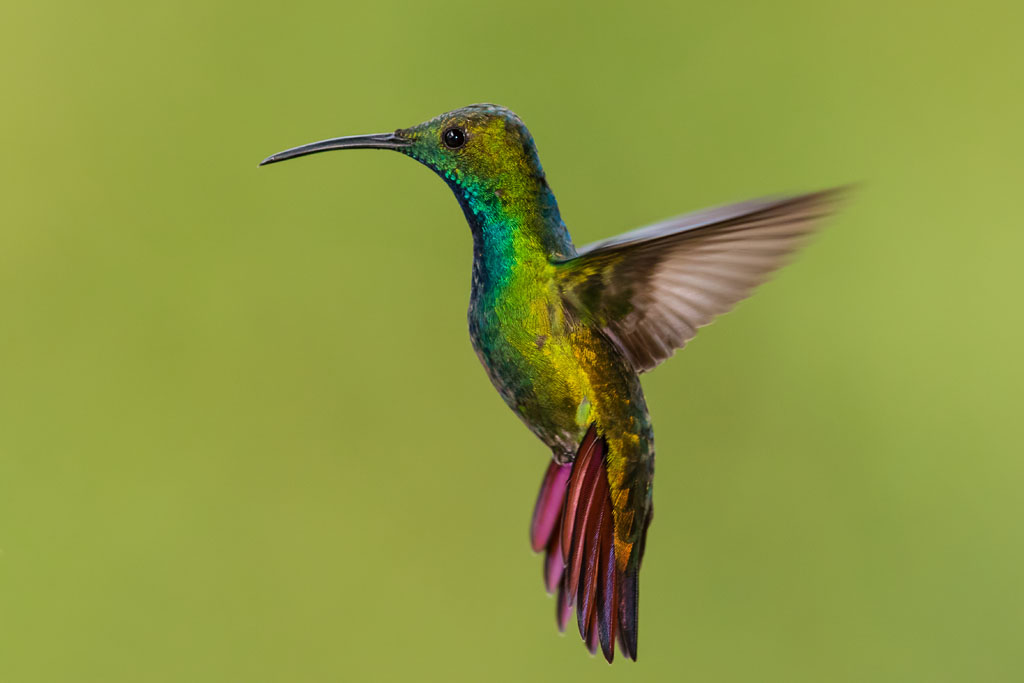 Green-breasted Mango (Anthracothorax prevostii)