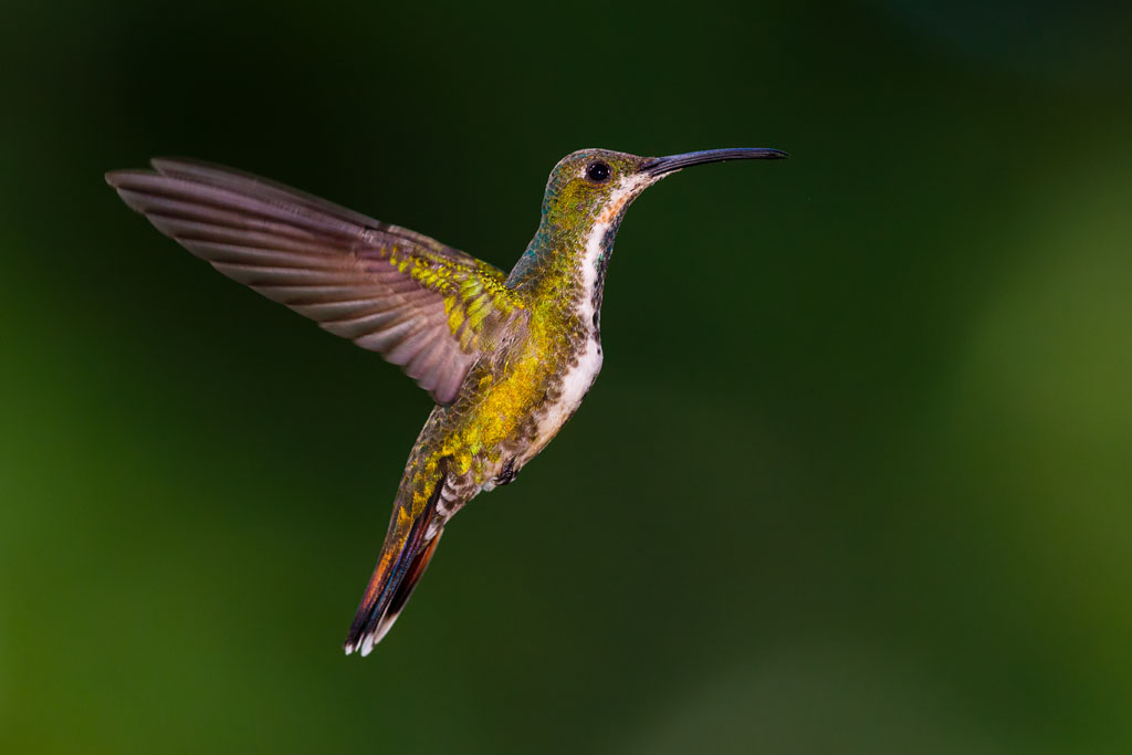 Green-breasted Mango (Anthracothorax prevostii)