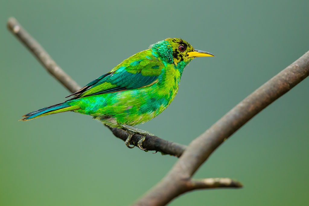 Green Honeycreeper (Chlorophanes spiza spiza)