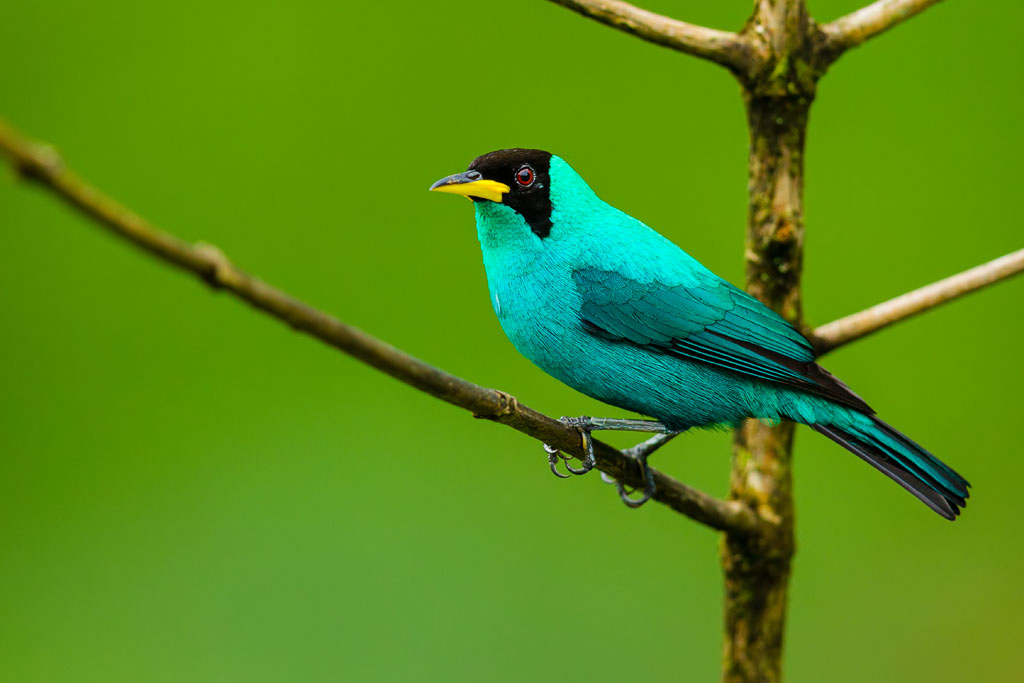 Green Honeycreeper (Chlorophanes spiza spiza)