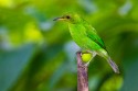 Green Honeycreeper (Chlorophanes spiza spiza)