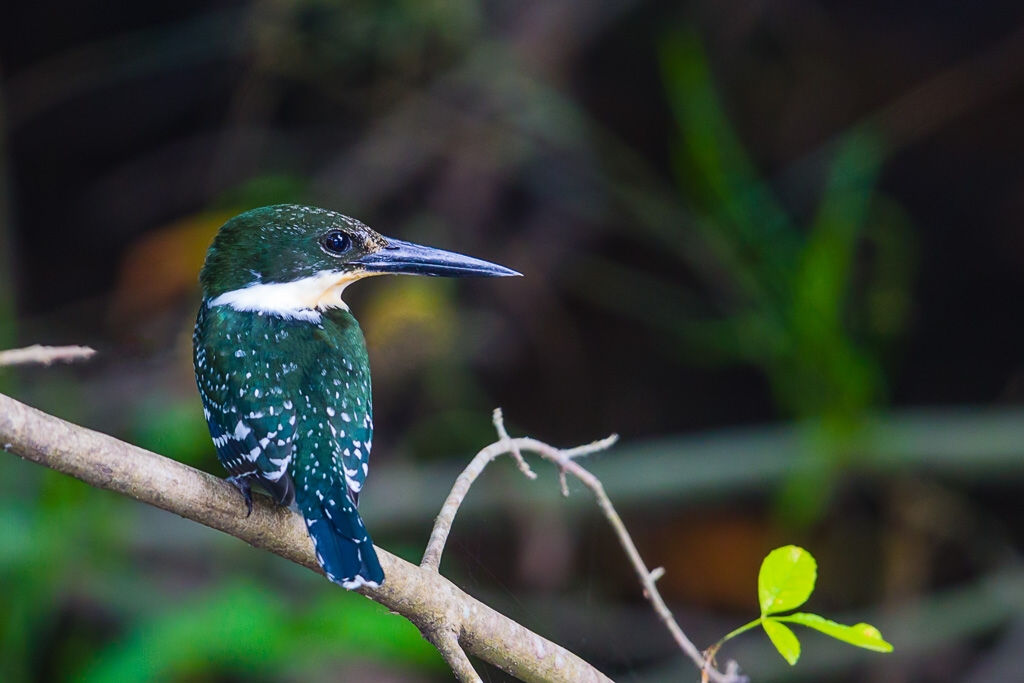 Green Kingfisher (Chloroceryle americana)