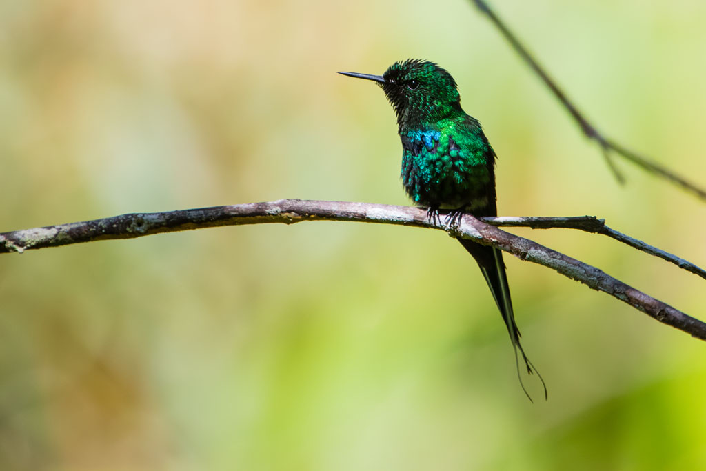 Green Thorntail (Discosura conversii)