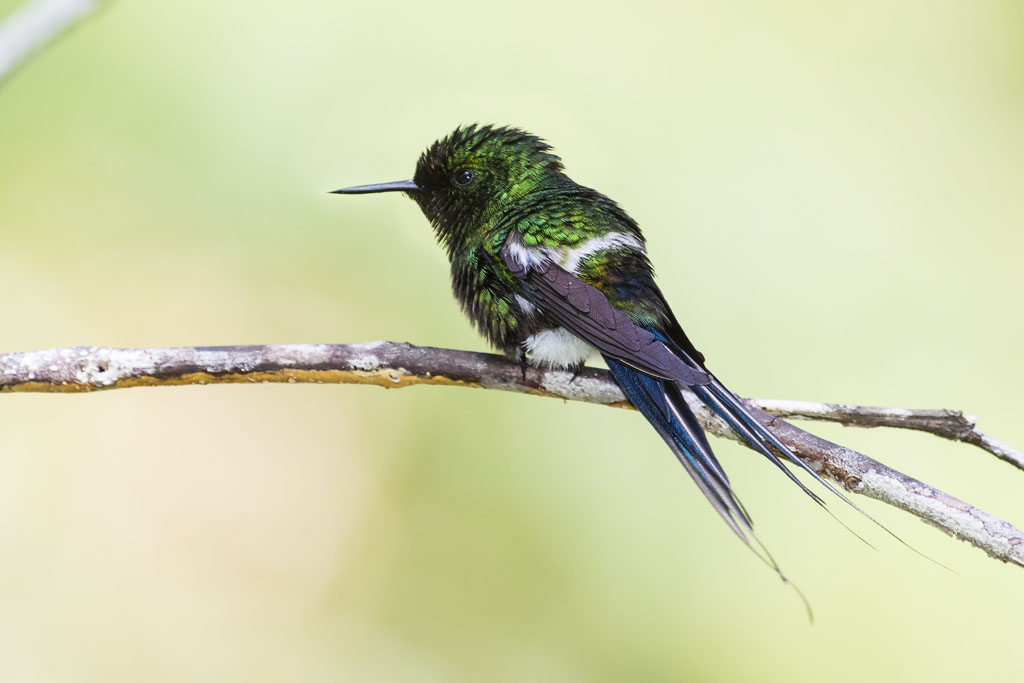 Green Thorntail (Discosura conversii)