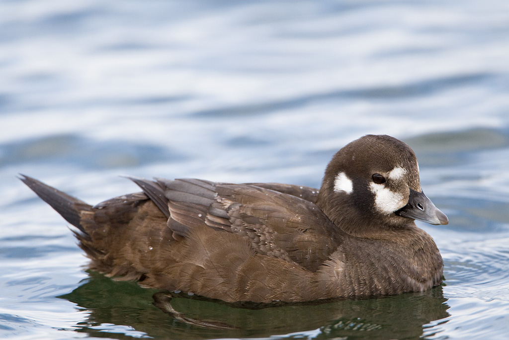 Harlequin Duck (Histionicus histrionicus)