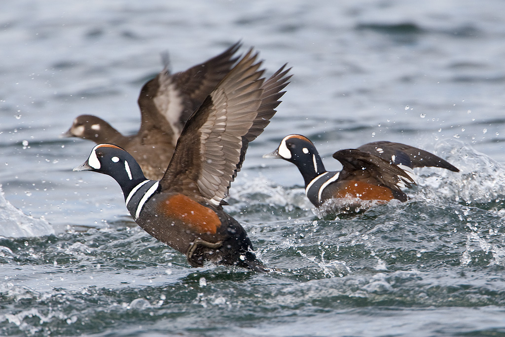 Harlequin Duck (Histionicus histrionicus)