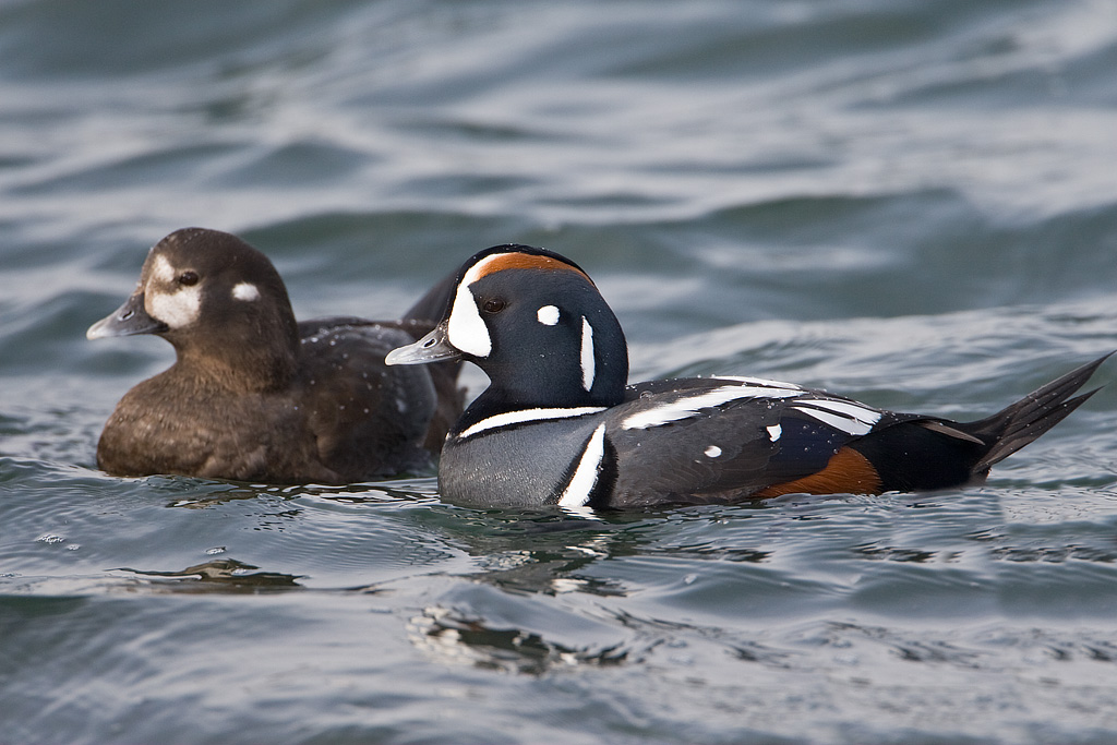 Harlequin Duck (Histionicus histrionicus)