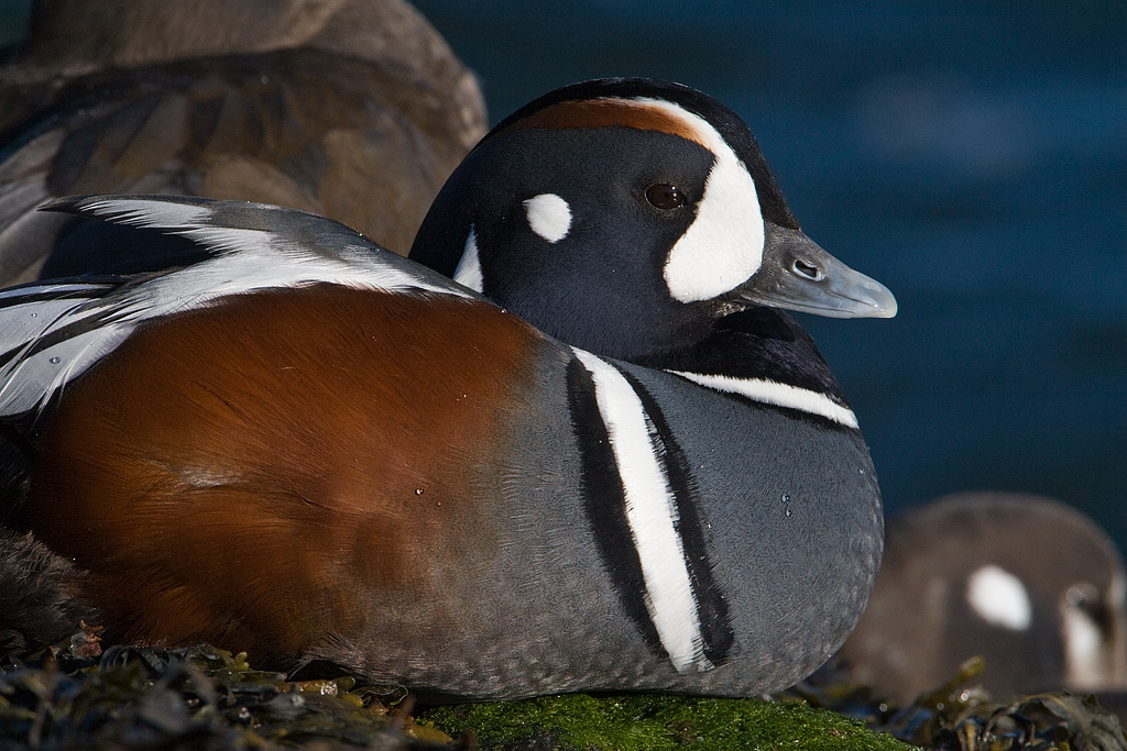 Harlequin Duck (Histrionicus histrionicus)