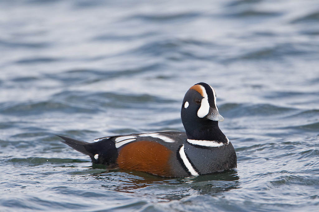 Harlequin Duck (Histionicus histrionicus)