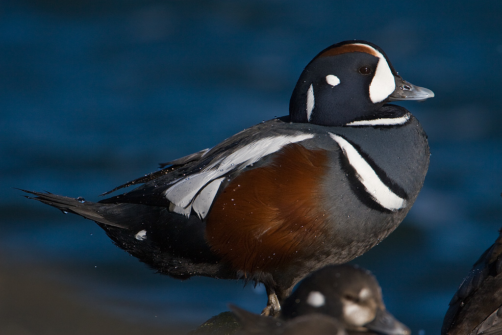 Harlequin Duck (Histrionicus histrionicus)