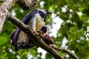 Harpy Eagle (Harpia harpyja)