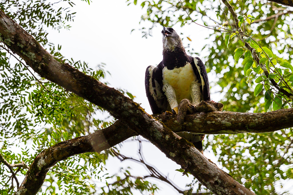 Harpy Eagle (Harpia harpyja)