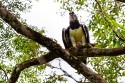 Harpy Eagle (Harpia harpyja)