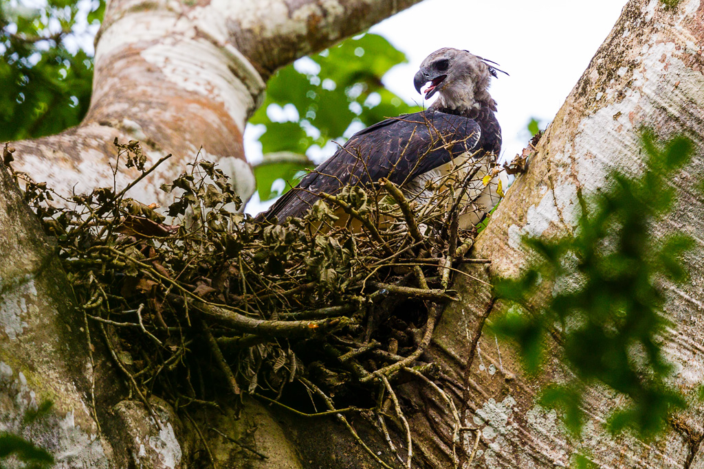 Harpy Eagle (Harpia harpyja)