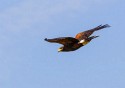 Harris's Hawk (Parabuteo unicinctus)