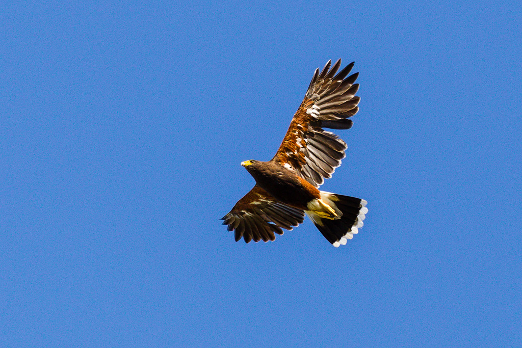 Harris's Hawk (Parabuteo unicinctus)