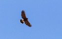 Harris's Hawk (Parabuteo unicinctus)