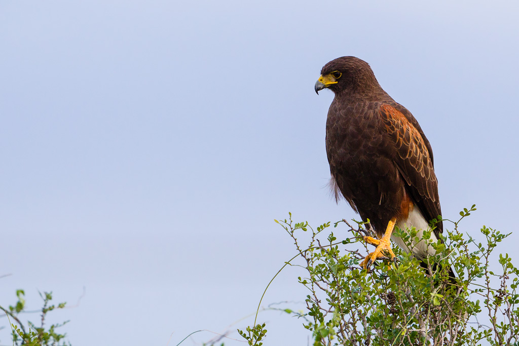 Harris's Hawk (Parabuteo unicinctus)