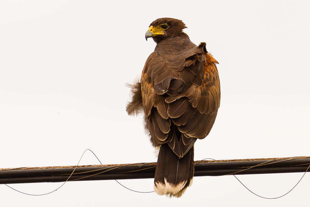 Harris's Hawk (Parabuteo unicinctus)