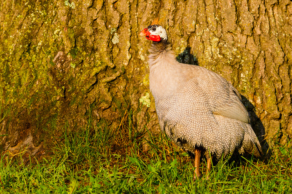 Helmeted Guineafowl (Numida meleagris) ©