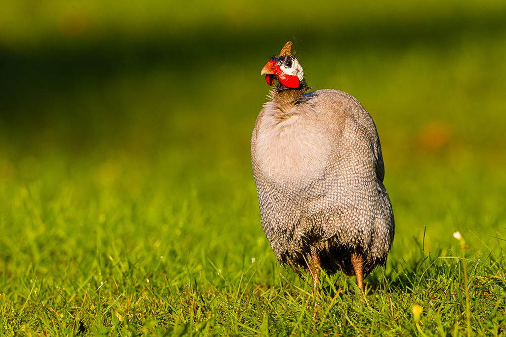 Helmeted Guineafowl (Numida meleagris) ©