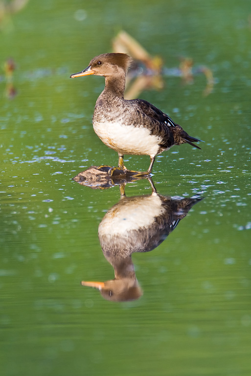 Hooded Merganser (Lophodytes cucullatus)