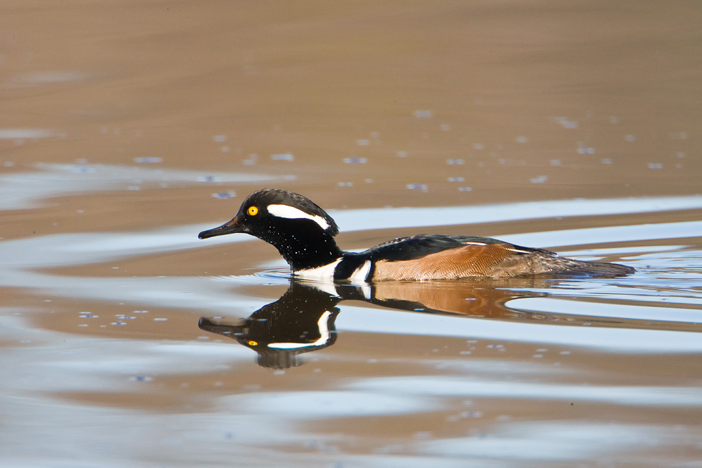 Hooded Merganser (Lophodytes cucullatus)