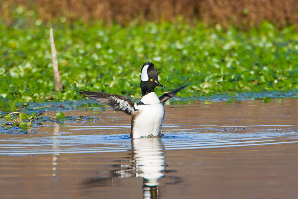 Hooded Merganser (Lophodytes cucullatus)