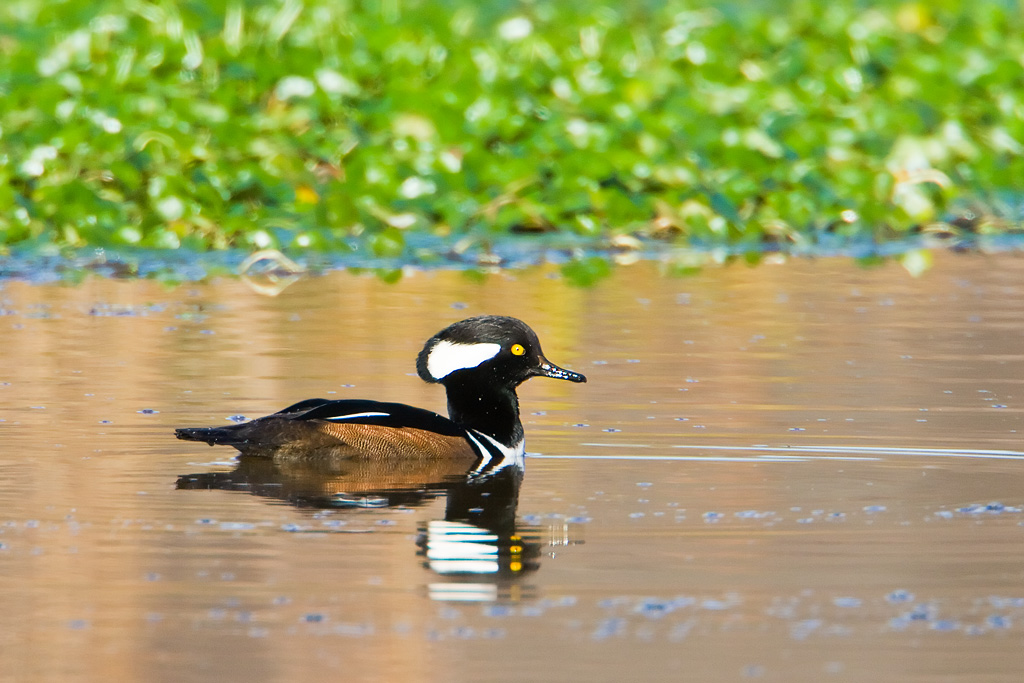 Hooded Merganser (Lophodytes cucullatus)