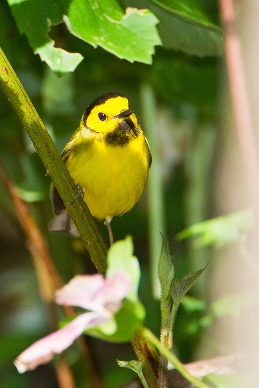 Hooded Warbler (Wilsonia citrina)