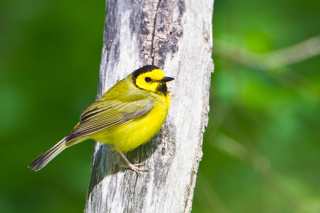 Hooded Warbler (Wilsonia citrina)