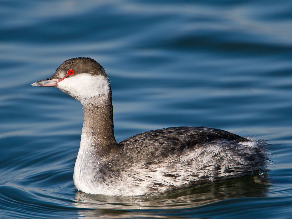 Horned Grebe (Podiceps auritus)