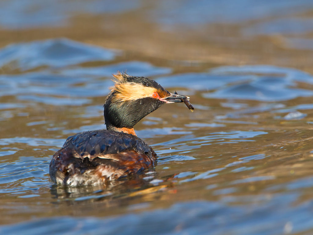 Horned Grebe (Podiceps auritus)