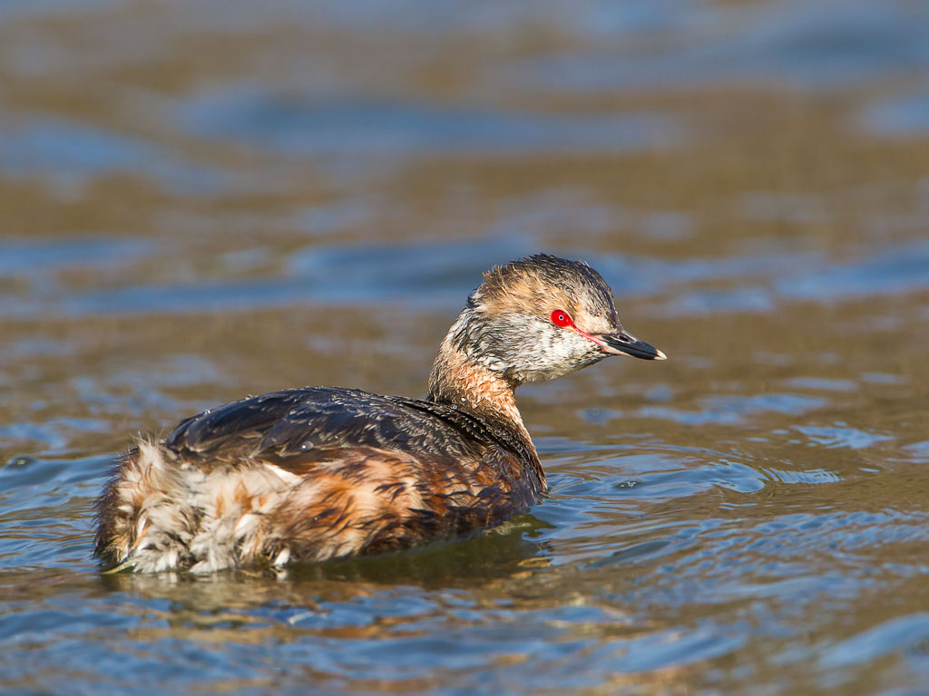 Horned Grebe (Podiceps auritus)