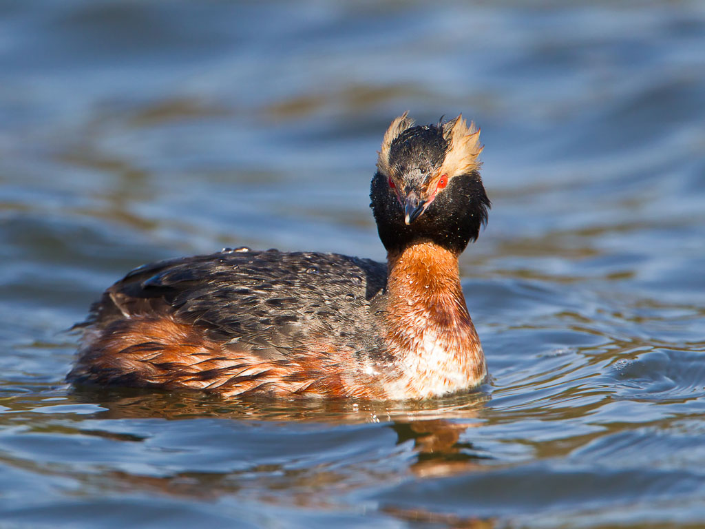 Horned Grebe (Podiceps auritus)