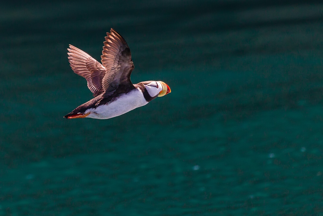 Horned Puffin (Fratercula corniculata)