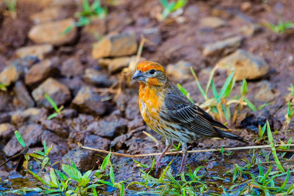 House Finch (Haemorhous mexicanus)