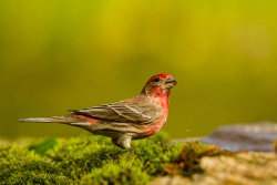 House Finch (Haemorhous mexicanus)