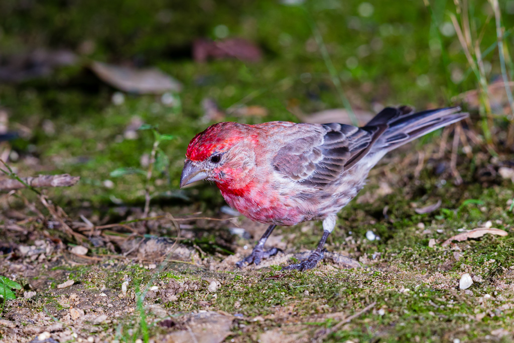 House Finch (Haemorhous mexicanus)